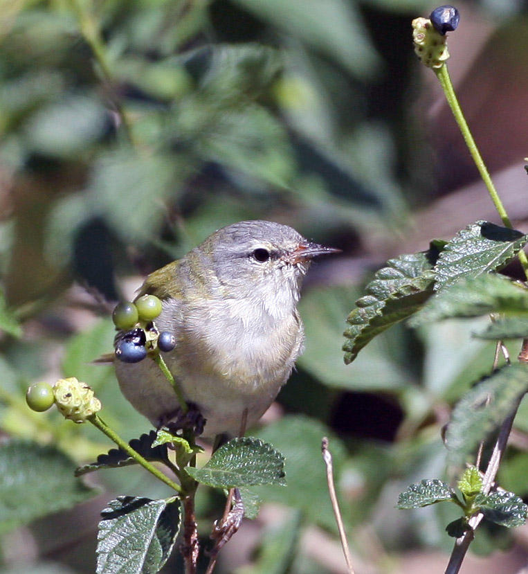  Warbler,Tennessee