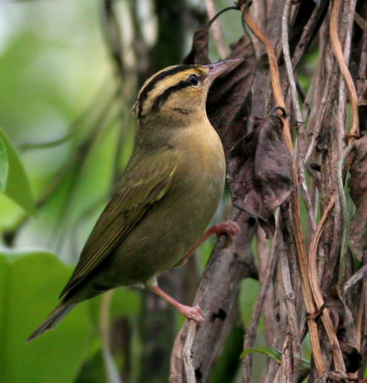 Worm-eating Warbler