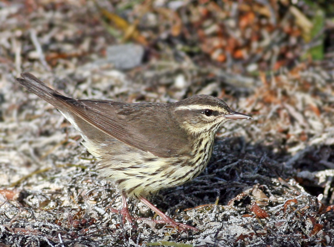 Northern Waterthrush