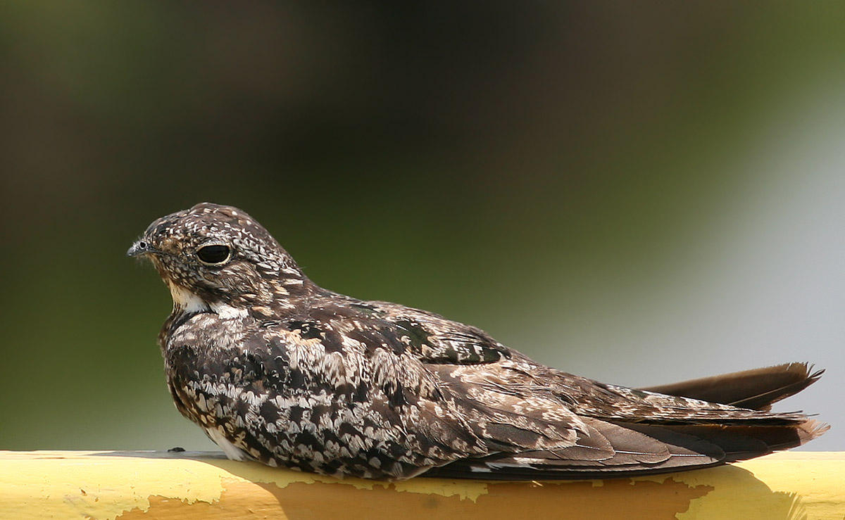  Nighthawk, Common