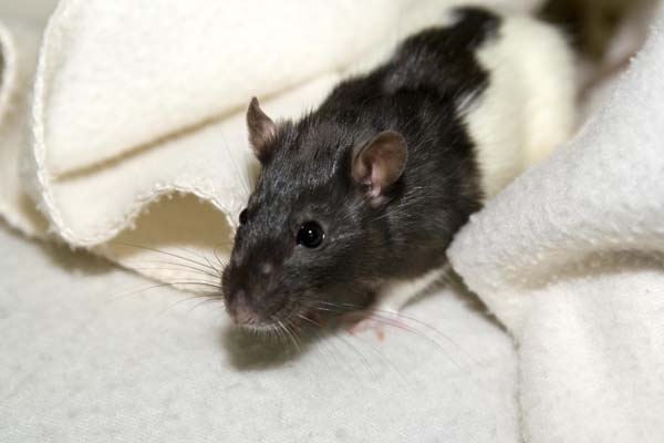 Nimh (R.I.P.)
