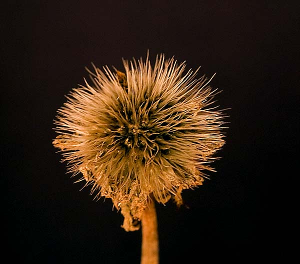 Dried Blanket Flower