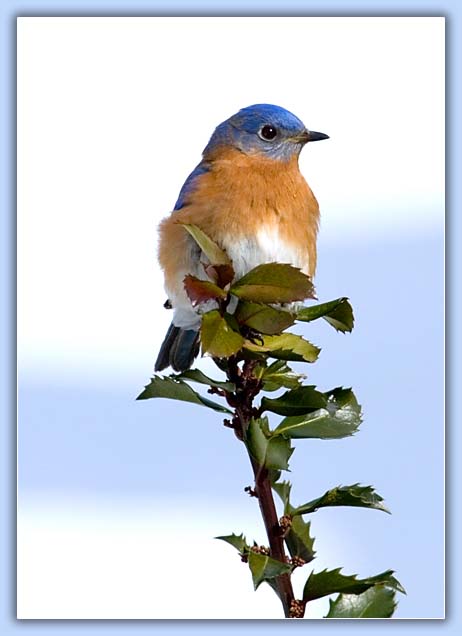 Eastern Bluebird (Male)