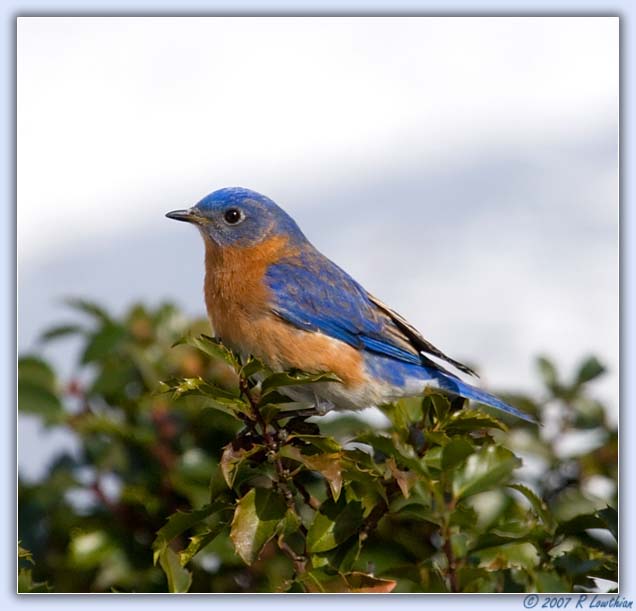 Eastern Bluebird