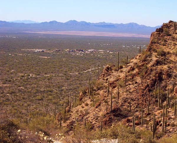 Saguaro National Park