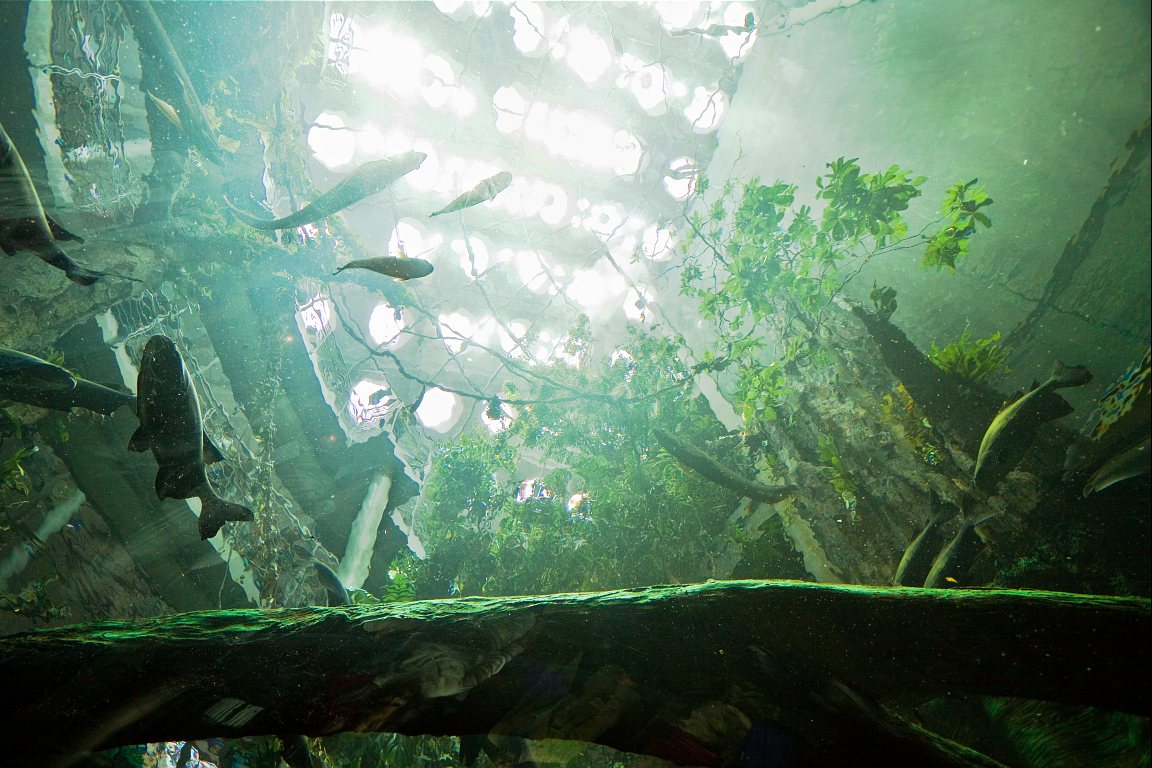 Beneath the Rainforests Dome