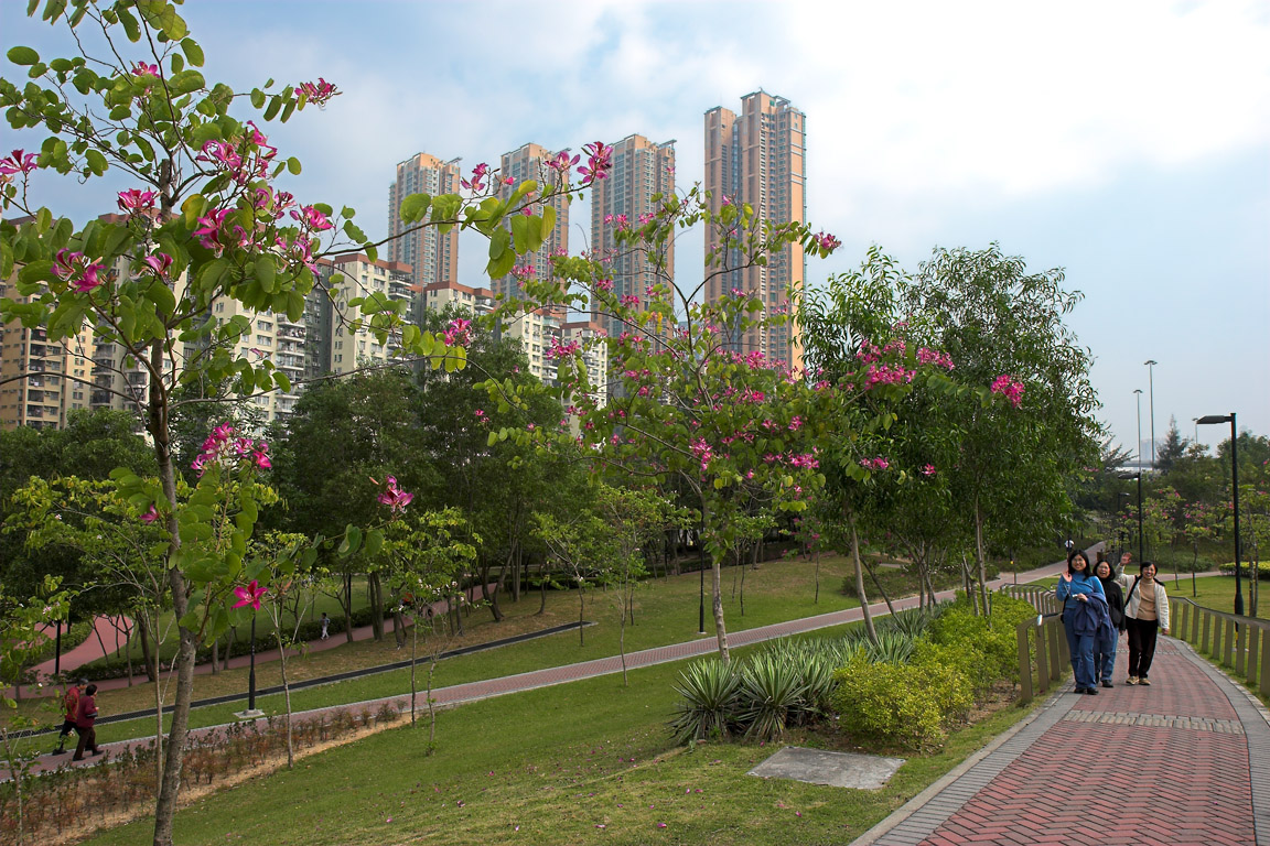 Hong Kong Orchid Trees