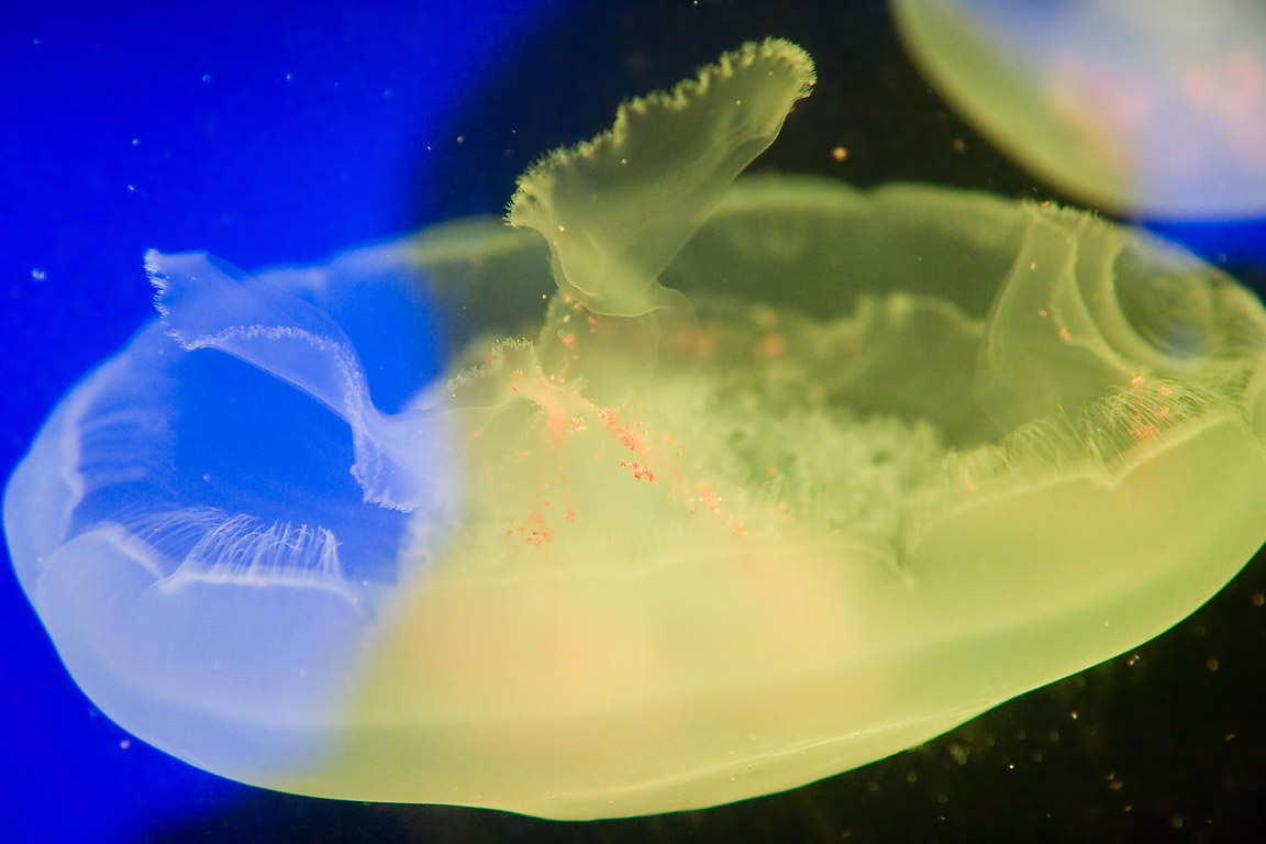 Jellyfish