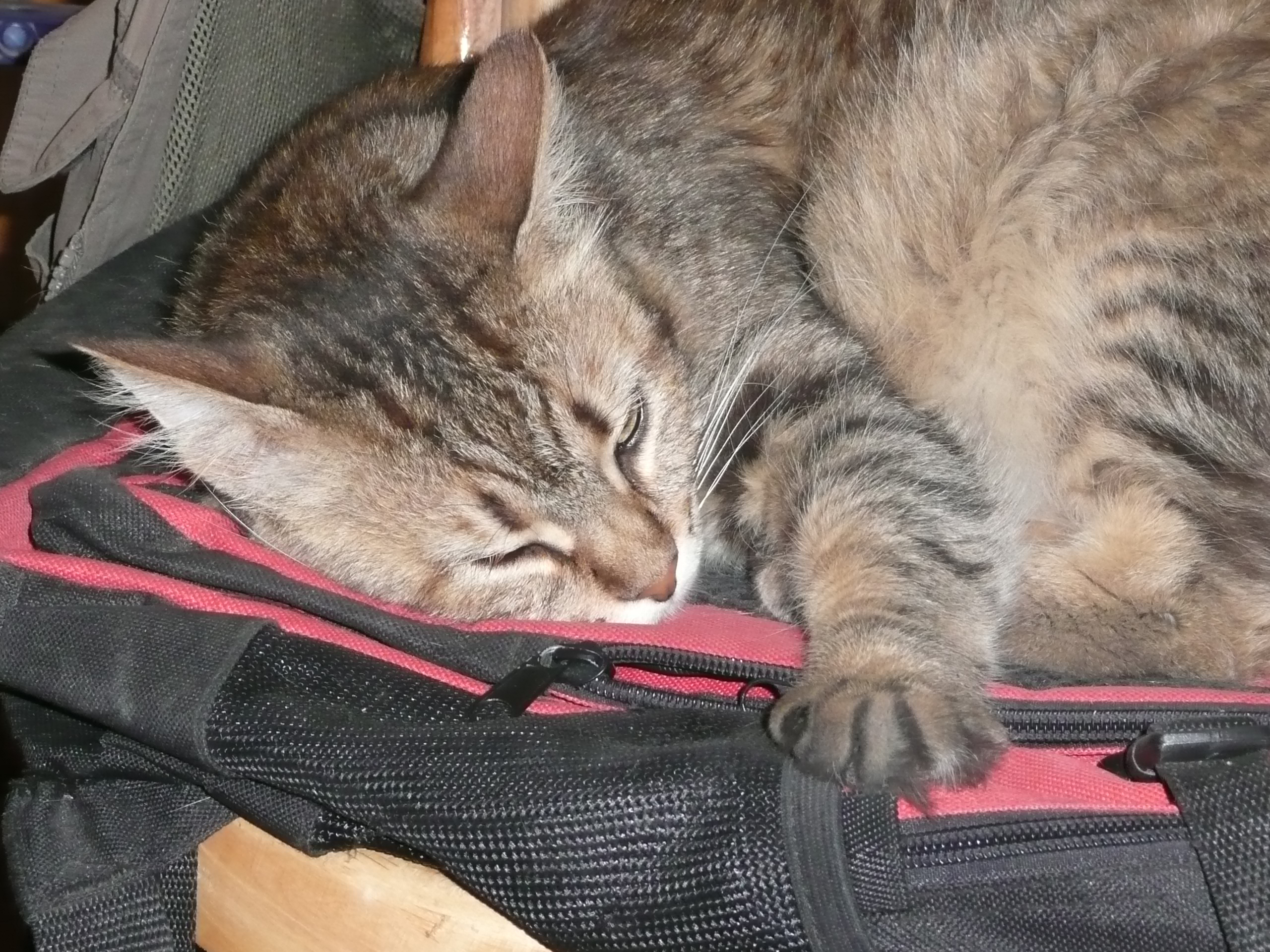 I love to sleep on Dads backpack