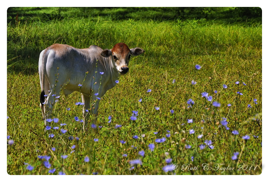 Fields of Blue