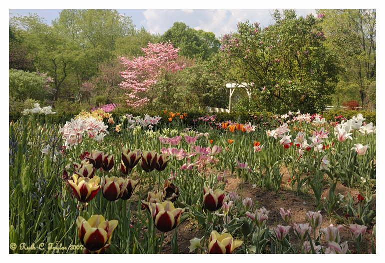 Spring at <br>Cedar Ridge Farm
