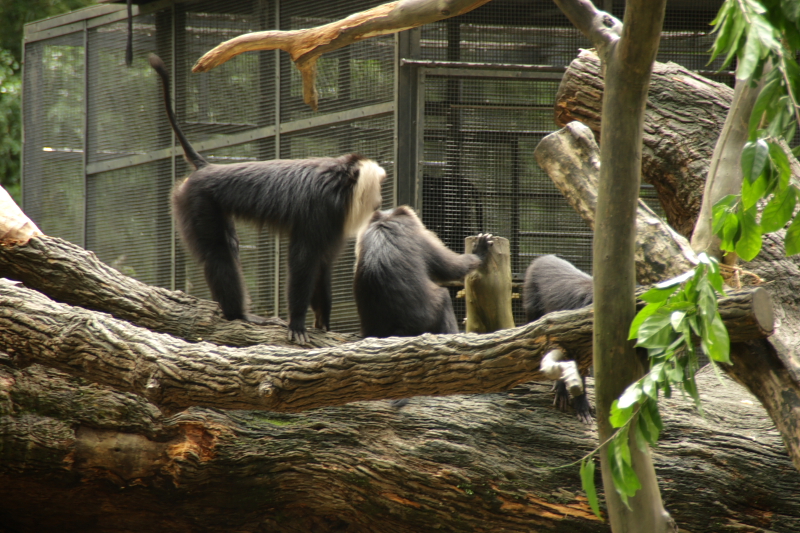 singapore zoo (10).JPG