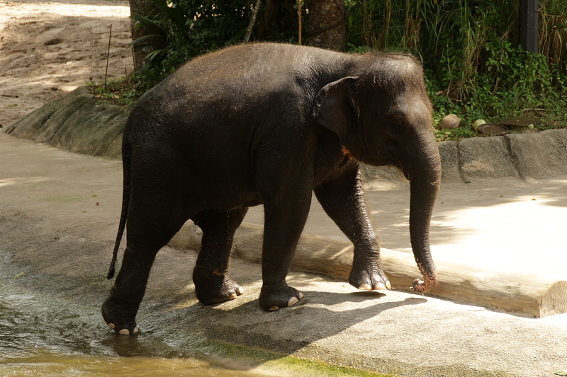 singapore zoo (16).JPG