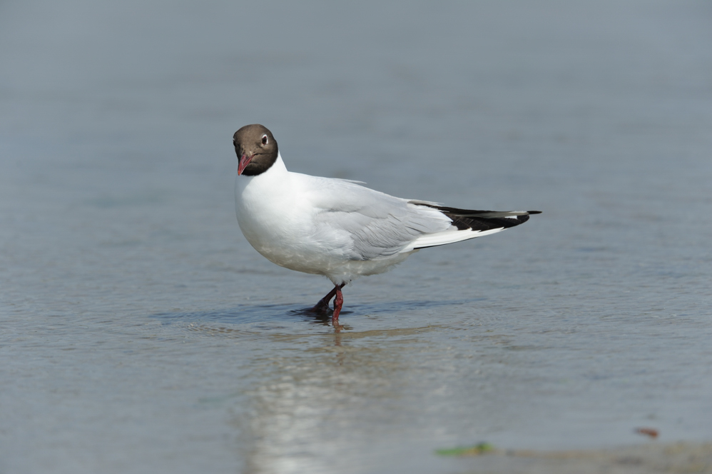 Mouette rieuse -Black-headed Gull - Chroicocephalus ridibundus