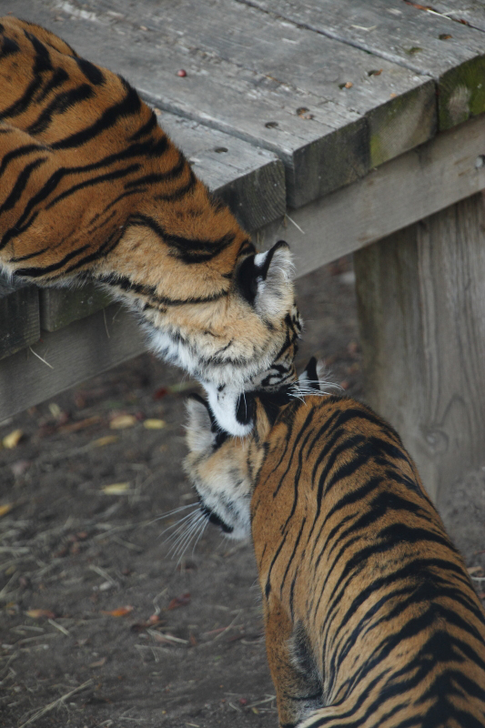 Tiger Cubs 7212.JPG