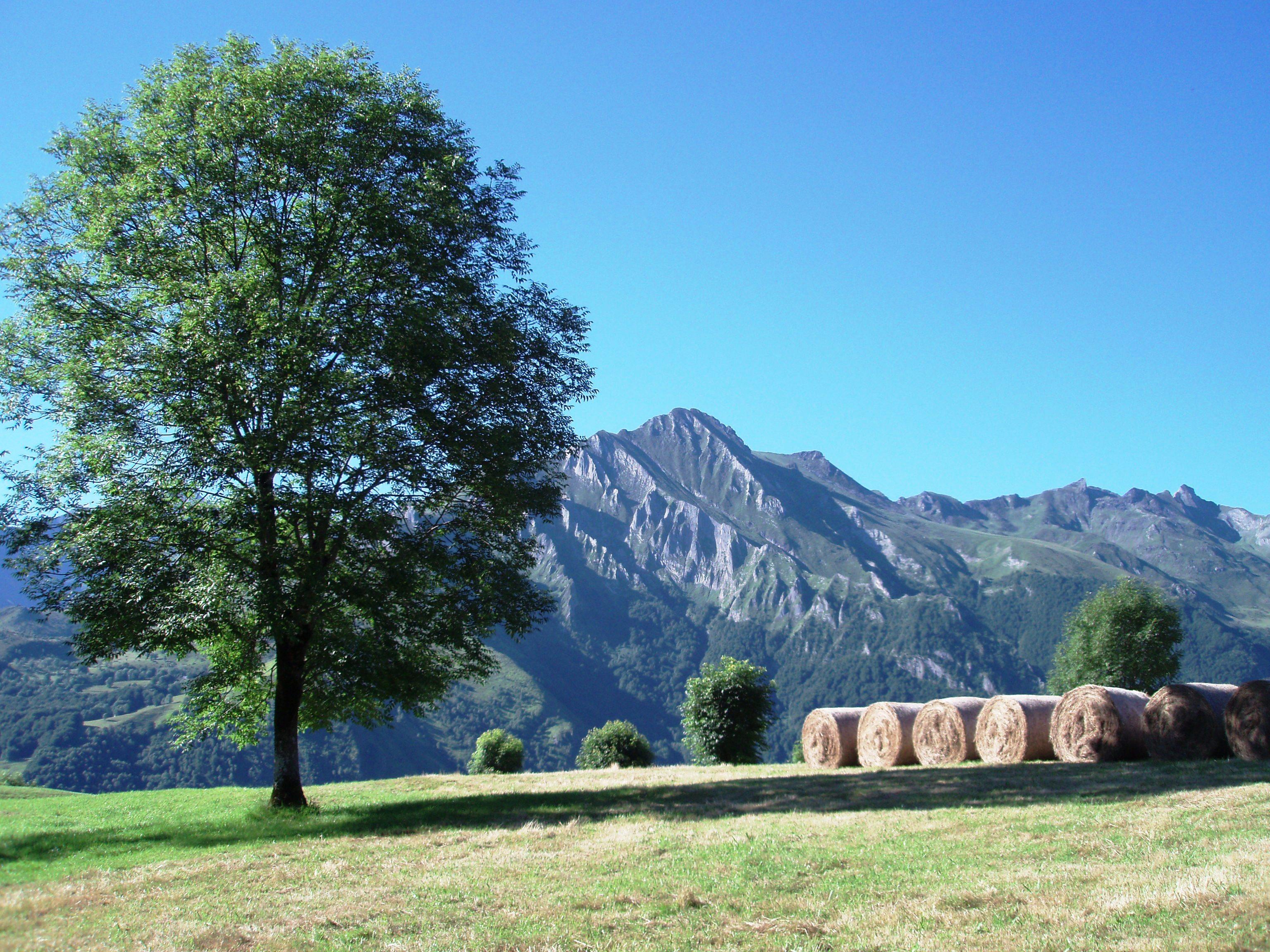 Rolls of hay