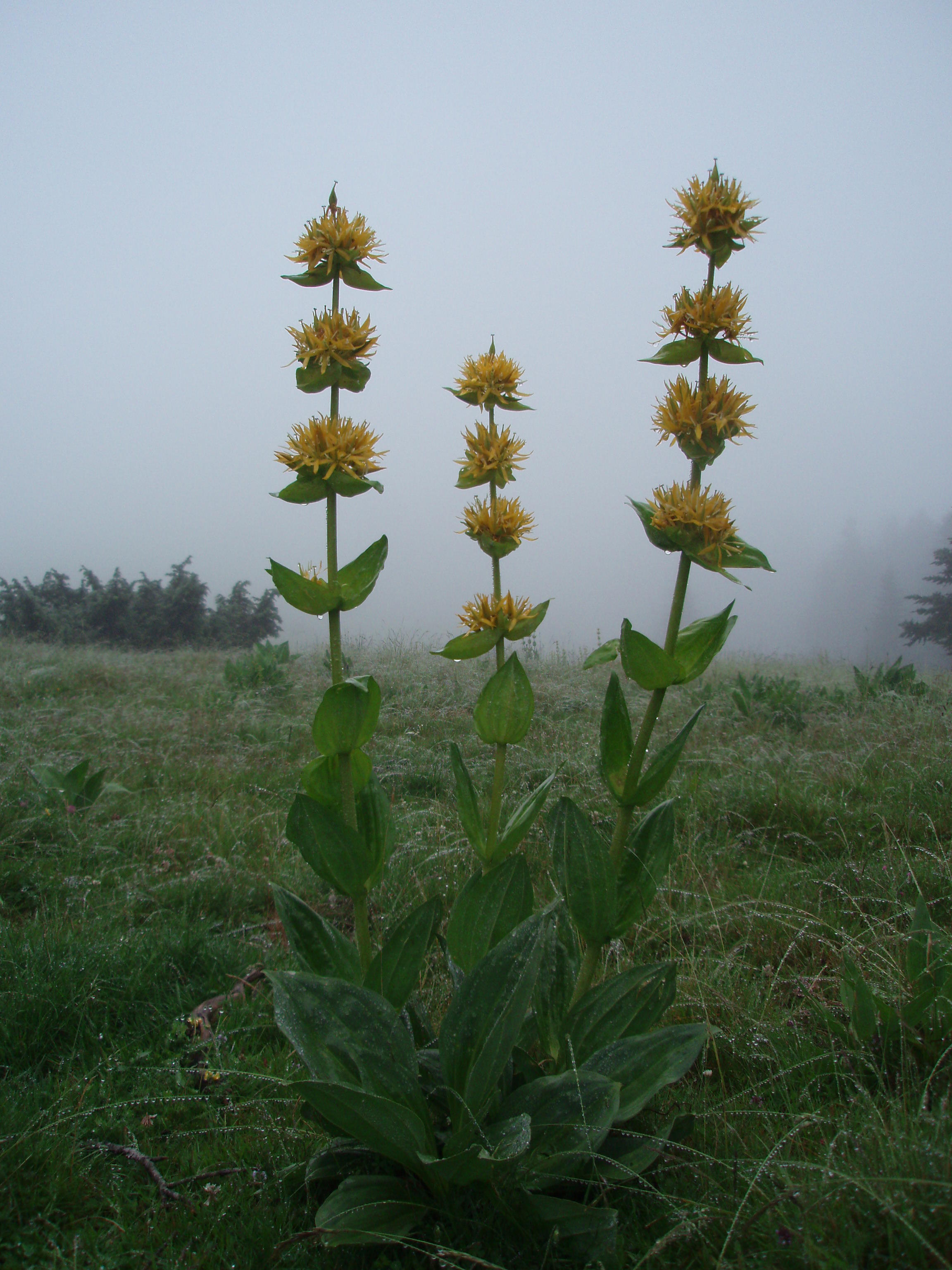Flowers in the fog