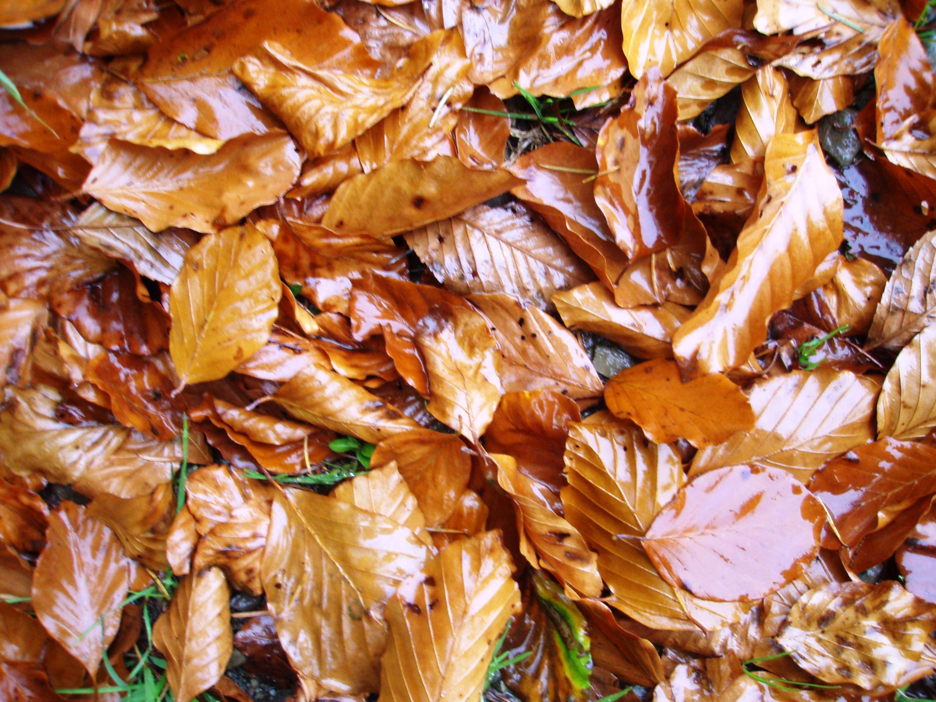 Autumn leaves