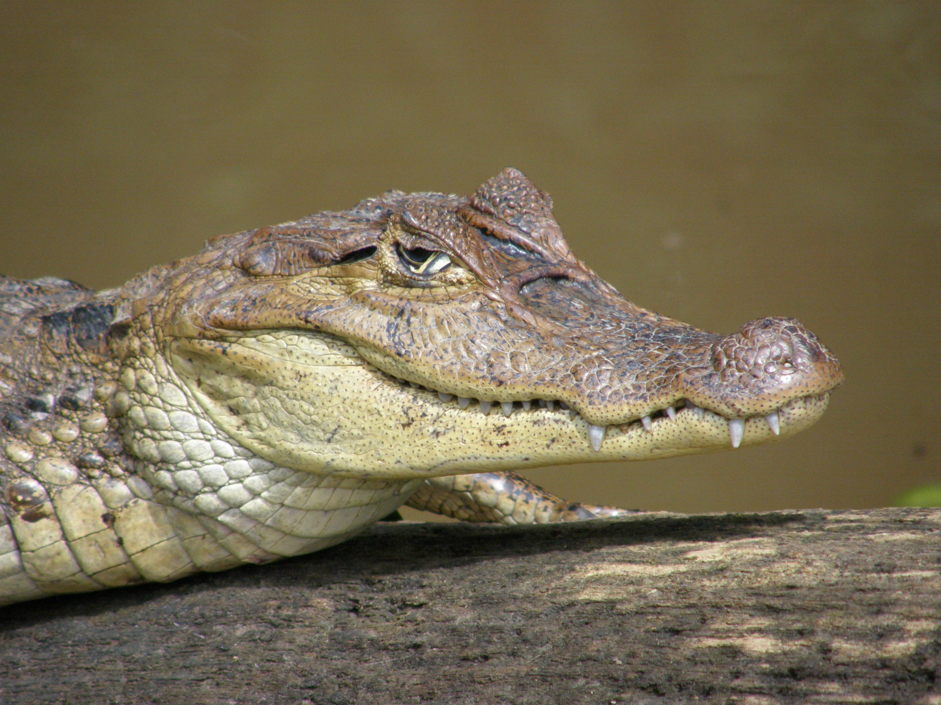 Spectacled caiman (II)