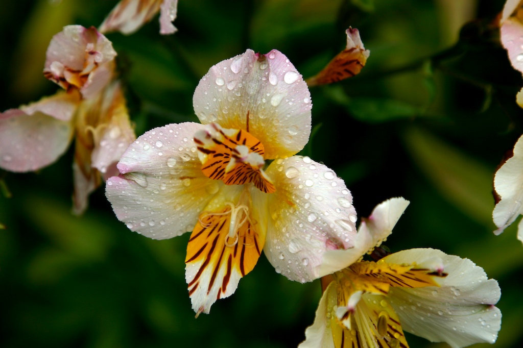 Rainy Flowers