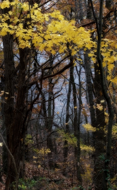 Mist & Foliage