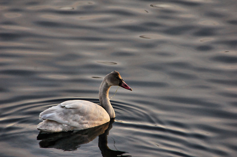 Immature trumpeter swan