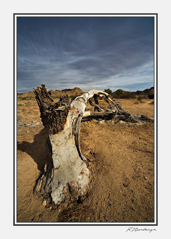 Long Expired Joshua Tree