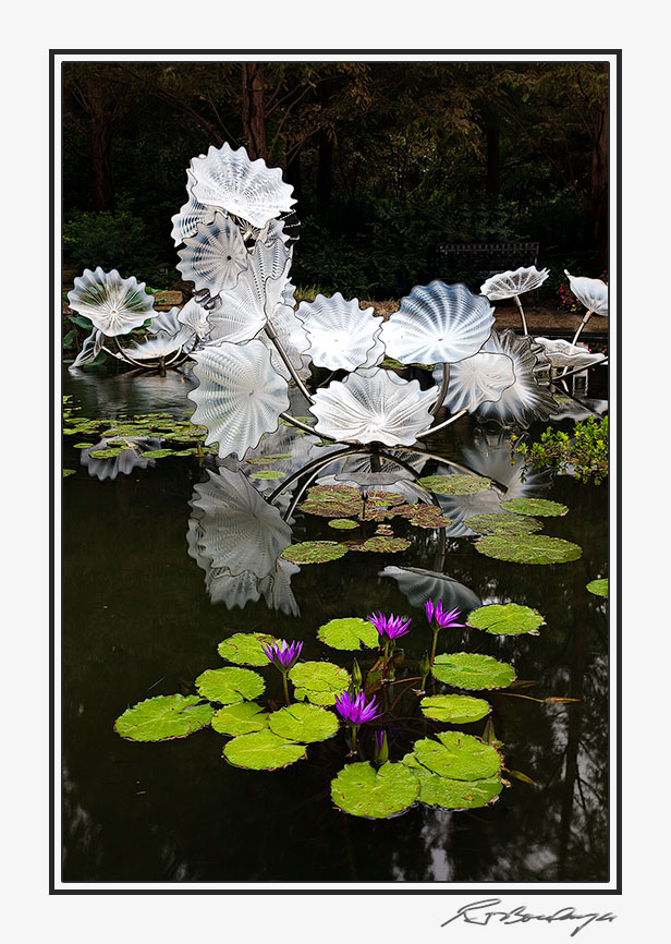 IMG_6322-Persian Pond.jpg