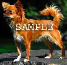 2010_puppies