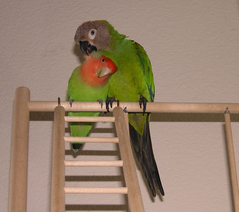 Mojito preeningPeachy