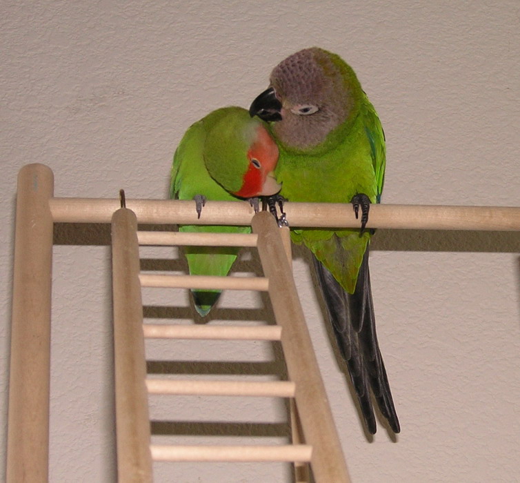 Mojito and Peachy preening each other
