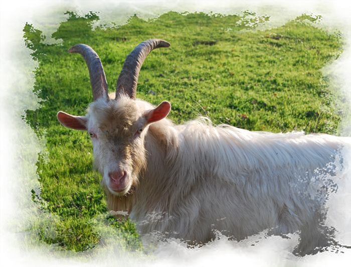 Goat2.png