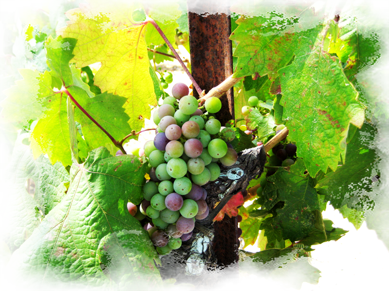 RidgeVerasion_01PSweb.png