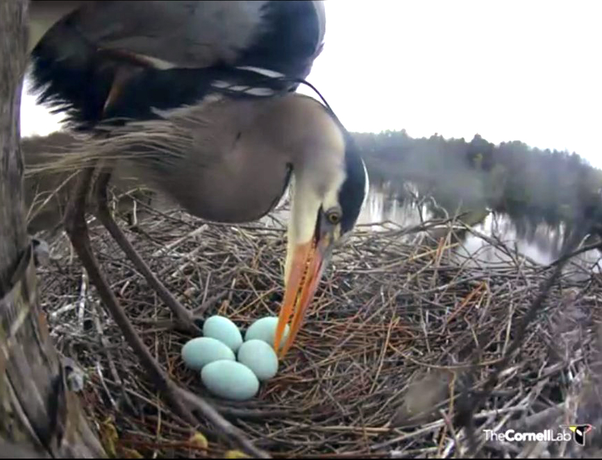 Heron rolling eggs