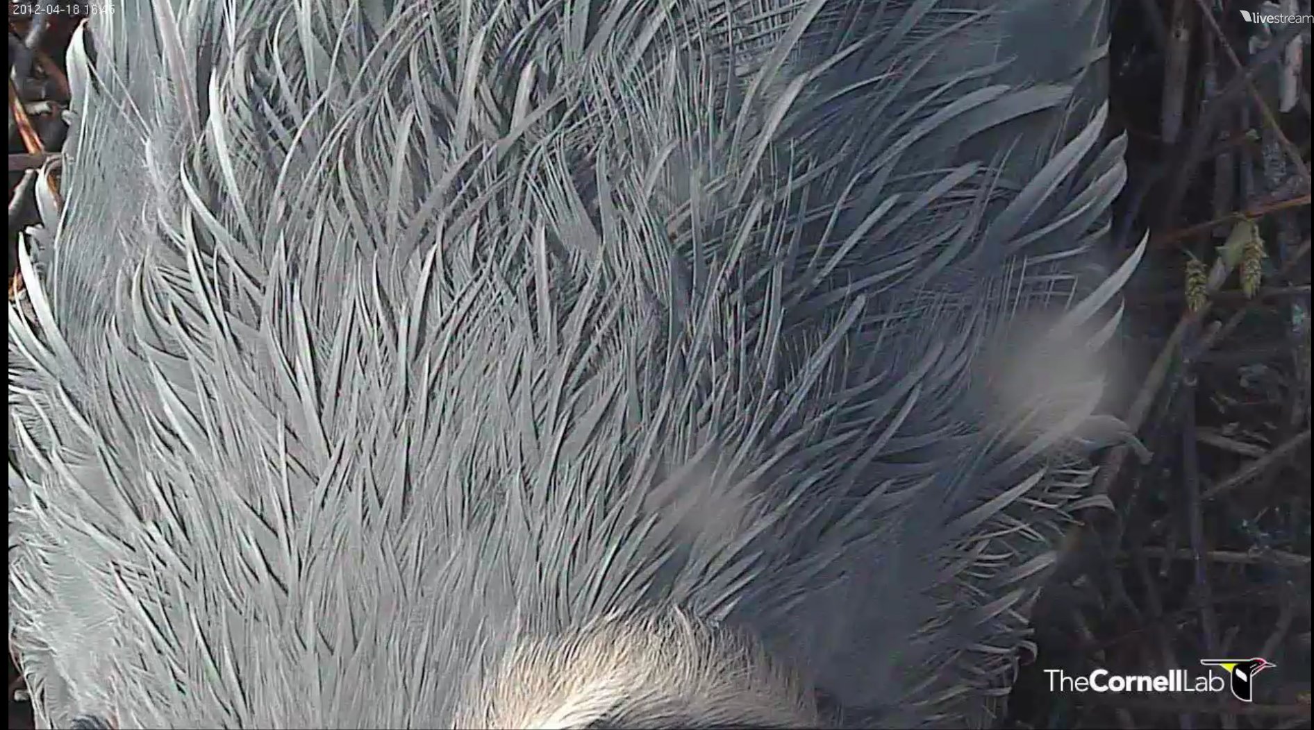 Heron featheres1