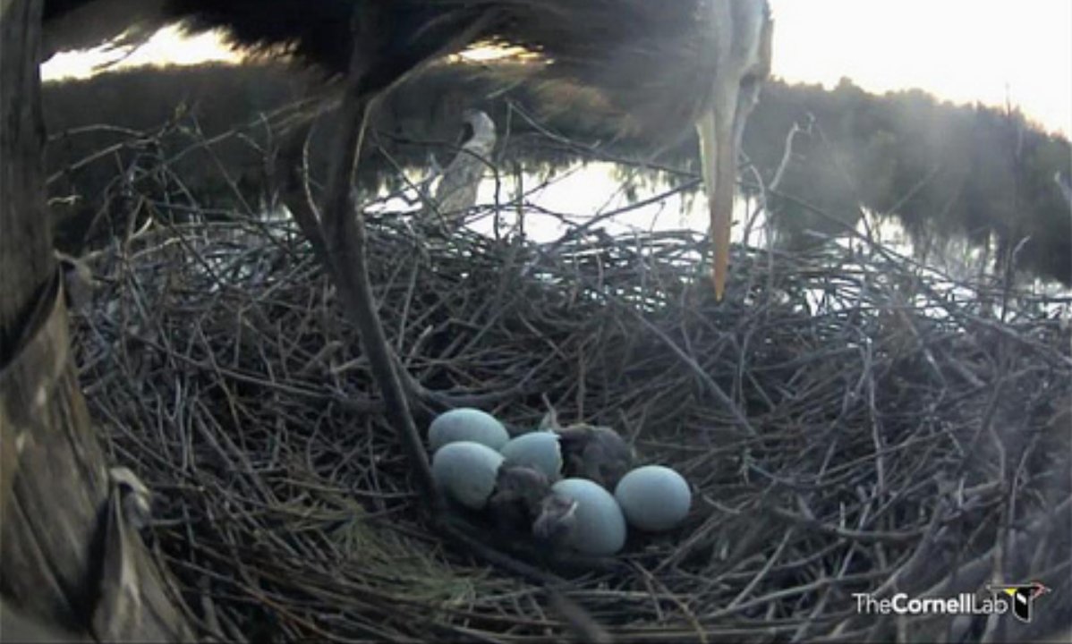 hatching