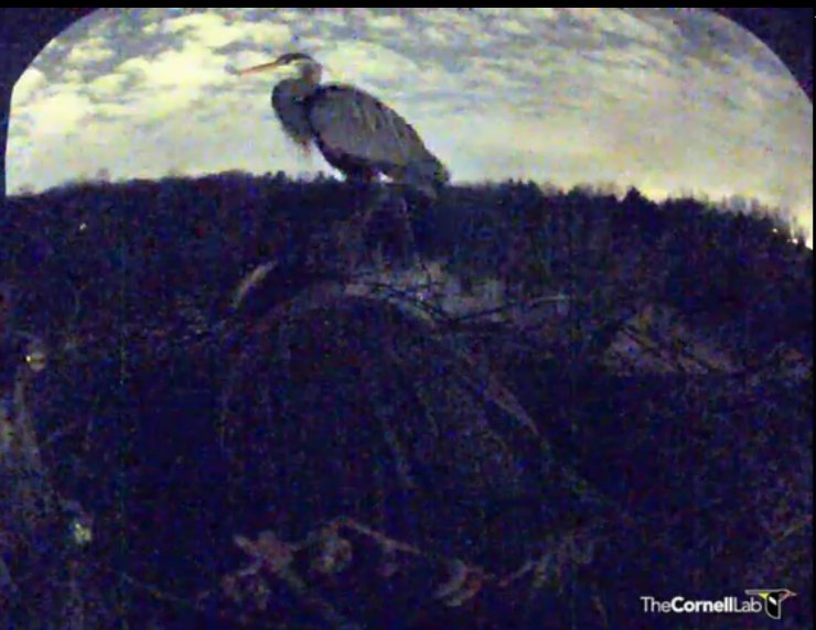 male Heron In Moonligh tMom On NestB4owl.jpg