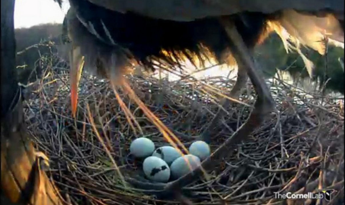 eggs Pipping5