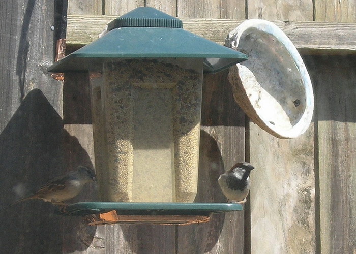 06-05MayHouse Sparrow.JPG