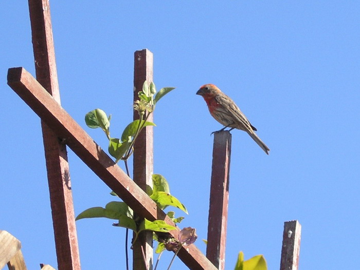 House Finch1.jpg