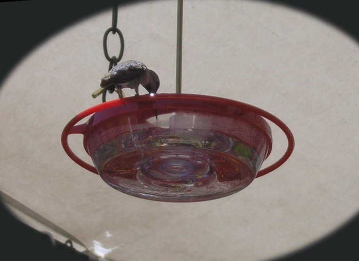 Humbird 6-19-06 beak in feeder.jpg