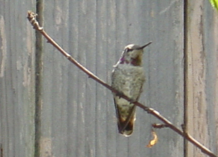 Humbirds Sony 3.jpg