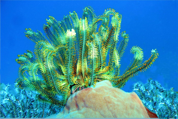 06-Table of Coral 05edit.jpg