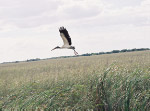 flock2-1.jpg