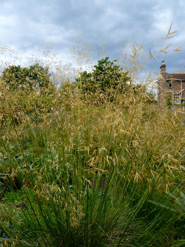 Stipa gigantea