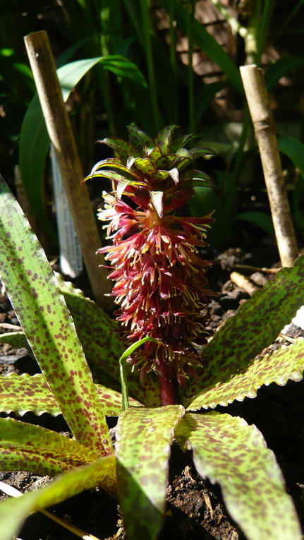 Eucomis