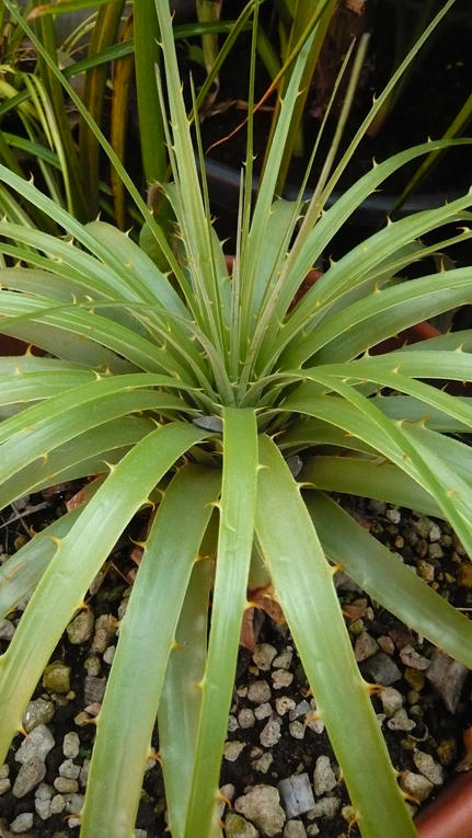 unidentified puya