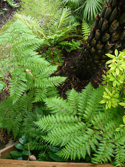 Lophosoria