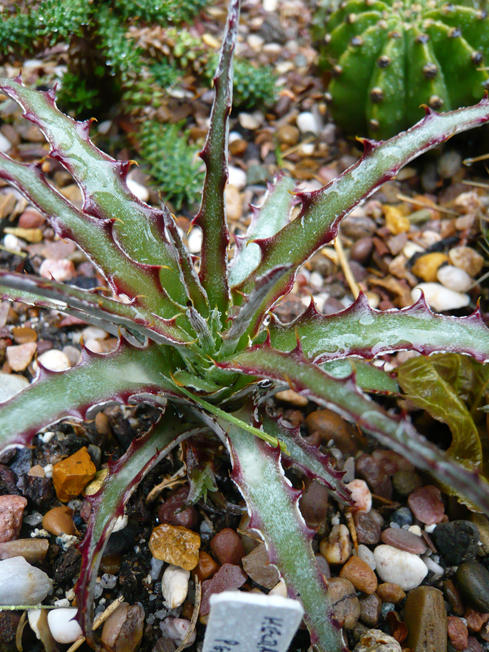 Hechtia