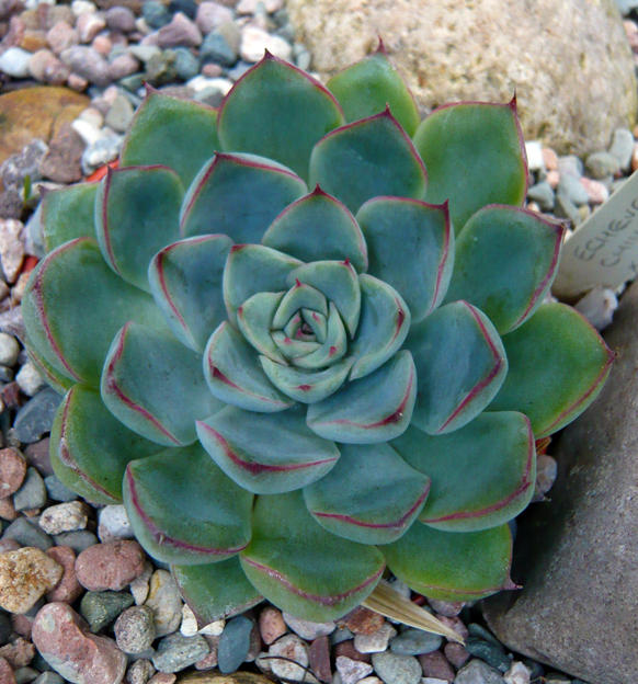 Echeveria blue wonder